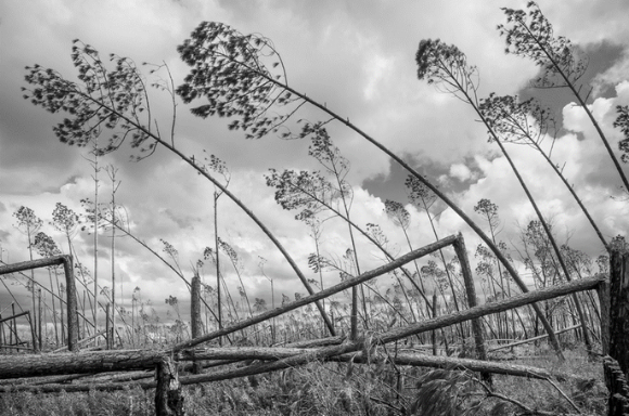 trees bending and broken