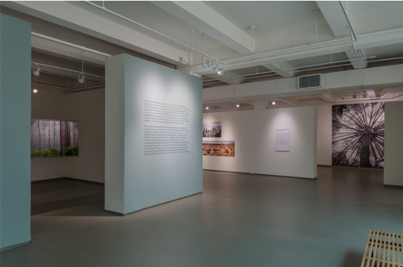 Doug Eng, Structure of Nature | Nature of Structure, Installation View, July 9, 2021- January 2, 2022 at the Museum Of Contemporary Art Jacksonville, Jacksonville, Florida. Image courtesy of the artist.